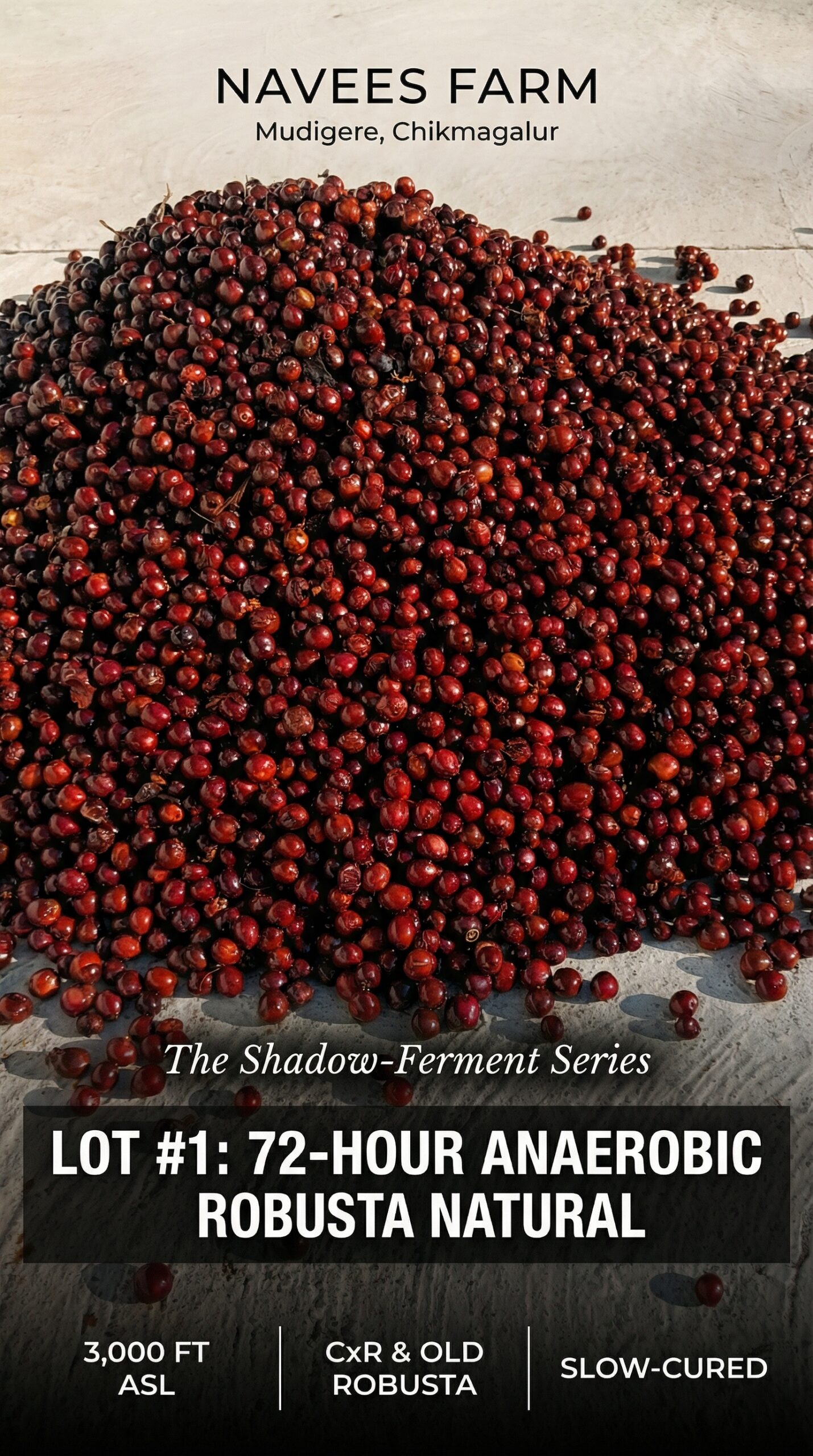 72h Anaerobic Robusta