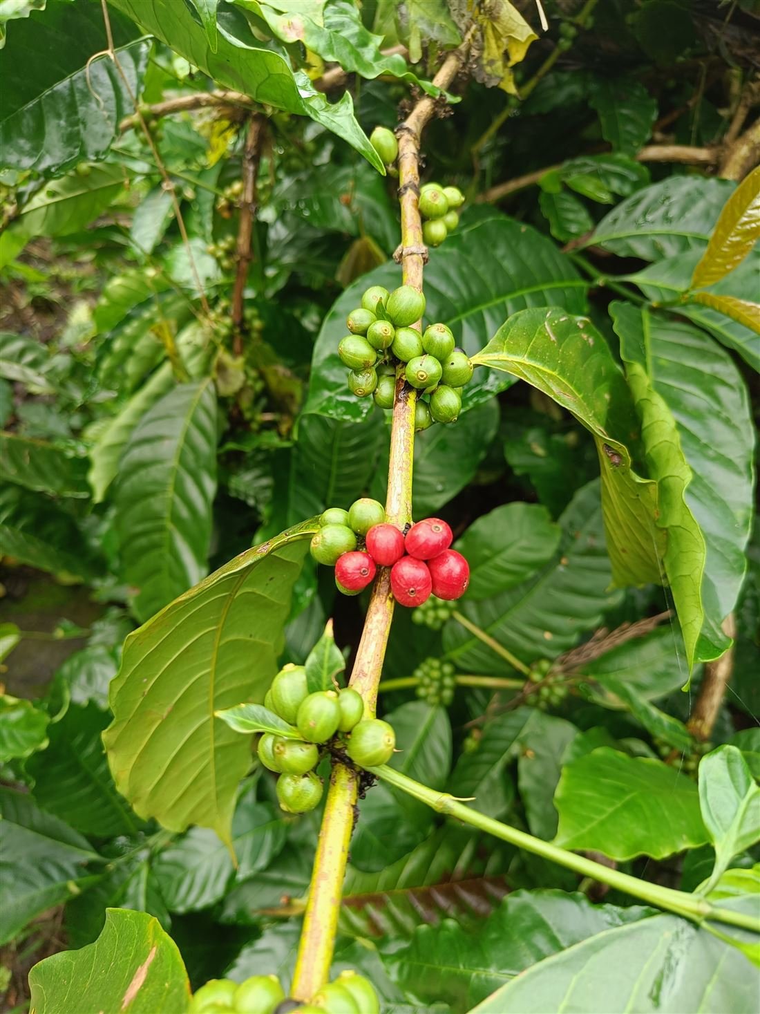 Red and green coffee cherries growing on a branch at Navees Farm