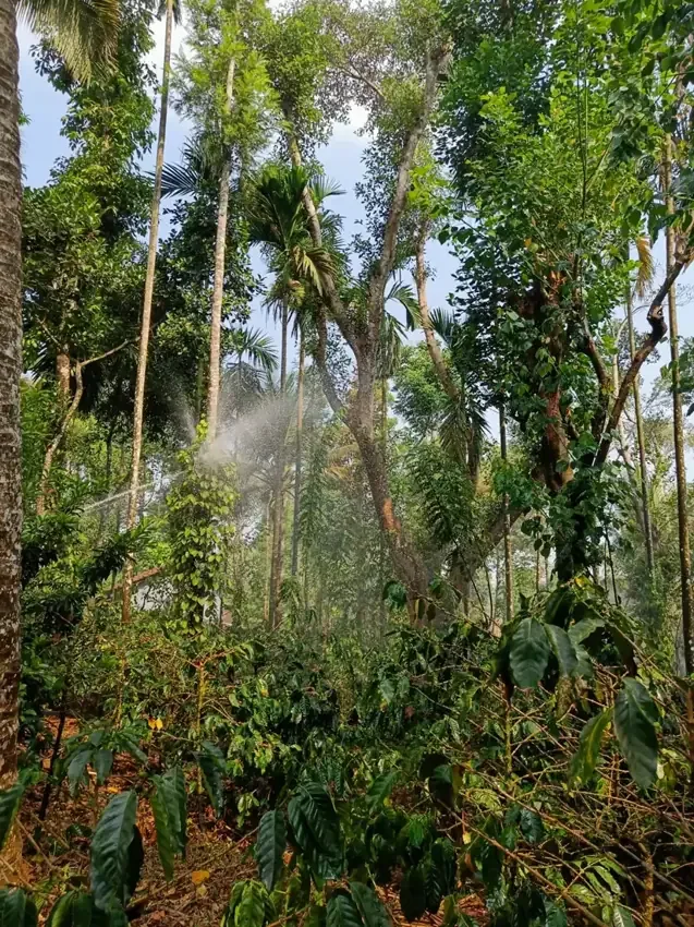 Coffee growing beneath shade trees at Navees Farm