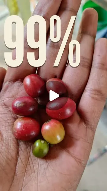 Hand holding ripe red and green coffee cherries, with the text 99%