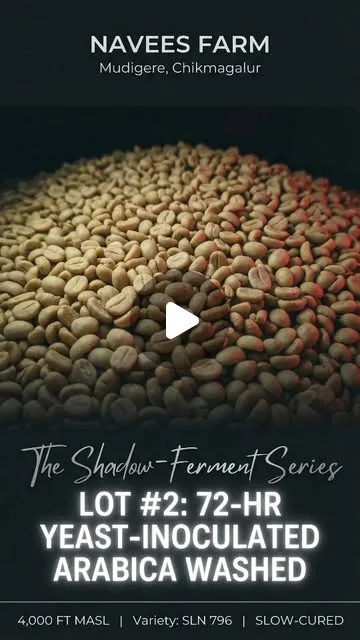 Heap of green coffee beans titled The Shadow-Ferment Series, Lot 2: 72-hour yeast-inoculated Arabica washed, Navees Farm, Mudigere, Chikmagalur