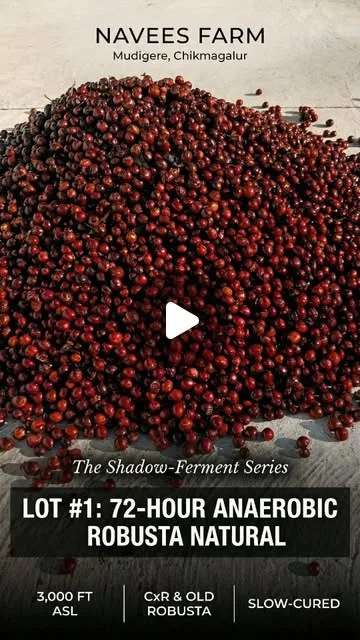 Pile of red coffee cherries titled The Shadow-Ferment Series, Lot 1: 72-hour anaerobic Robusta natural, Navees Farm, Mudigere, Chikmagalur
